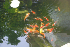 <b>景觀魚池設(shè)計注意事項及設(shè)計要點？</b>