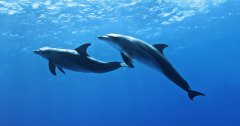 水族館水質(zhì)處理需要哪些設(shè)備？