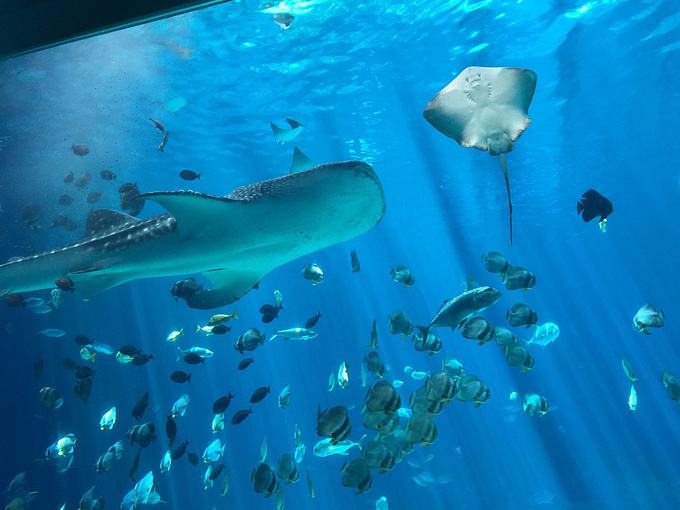 石英砂能不能當(dāng)水族館過濾材料？